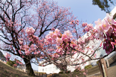 寒桜
