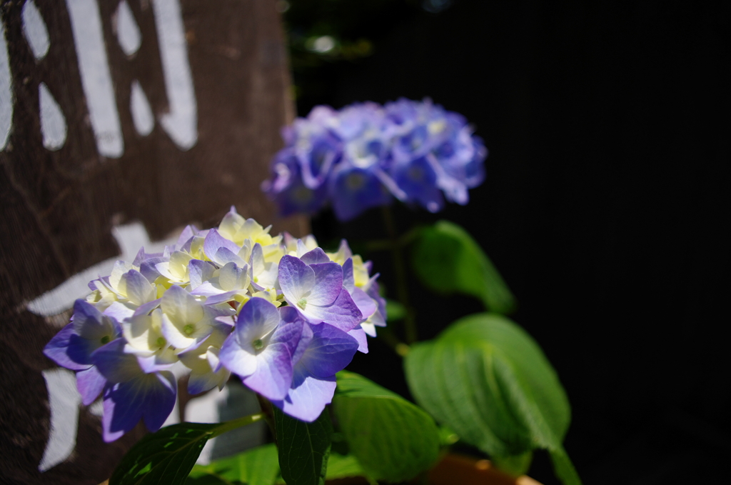 紫陽花