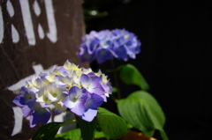 紫陽花
