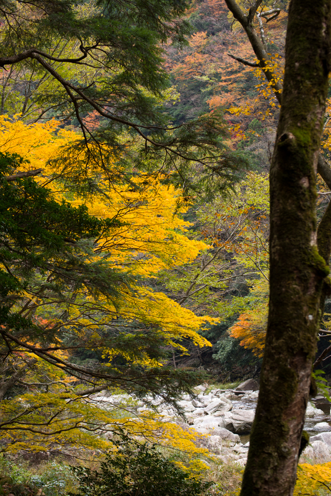 三段峡の秋3