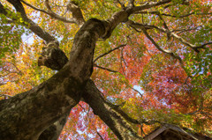 見上げれば紅葉焚く