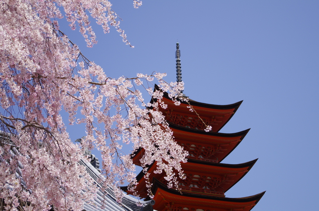 しだれ桜