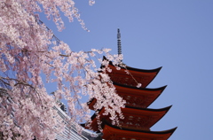 しだれ桜