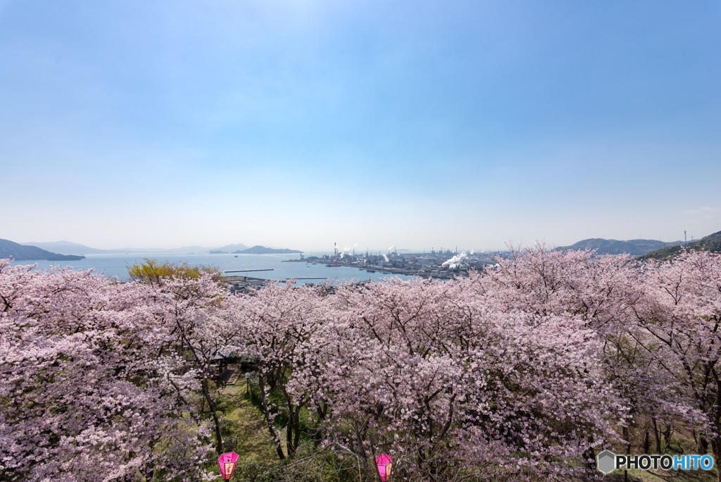 桜ファクトリー