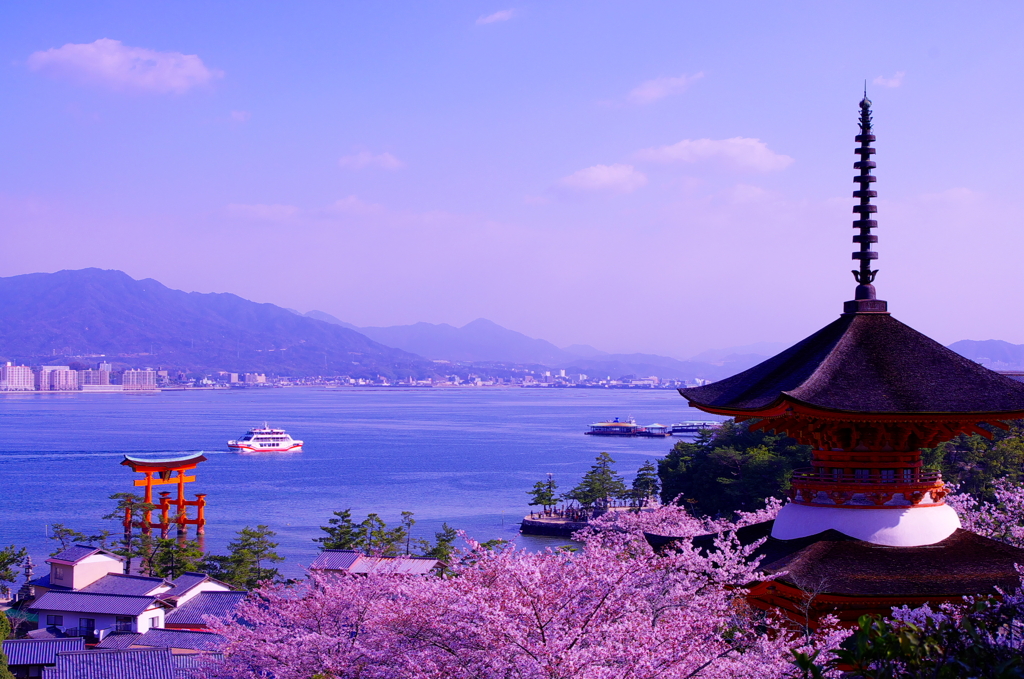厳島の桜