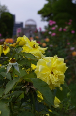 Peace&Flower