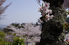 さくらのき