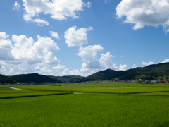 日本の夏