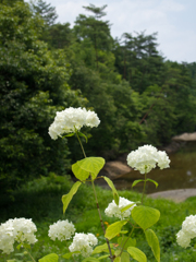 紫陽花