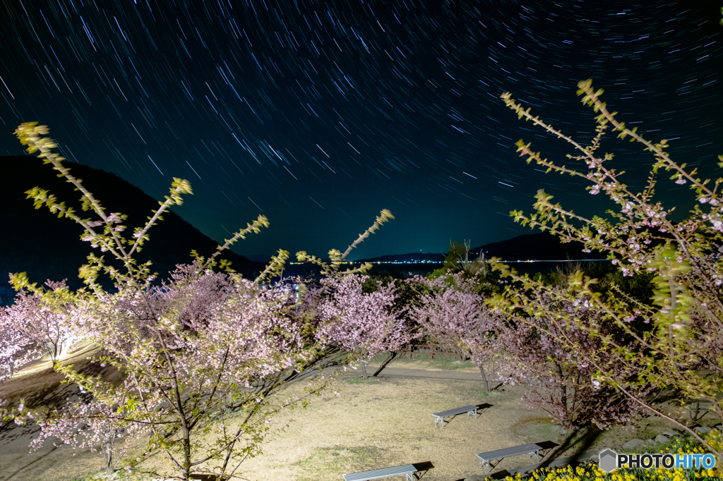 桜と星