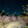 桜と星