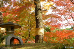 縮景園にて---ver2