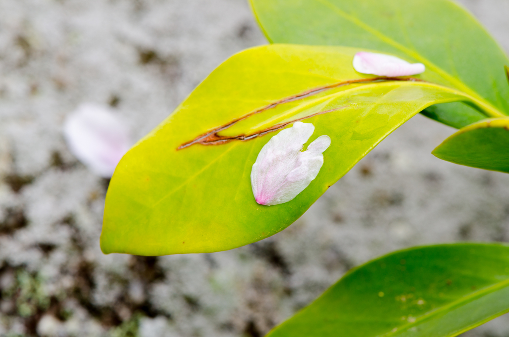 雨露に濡れ