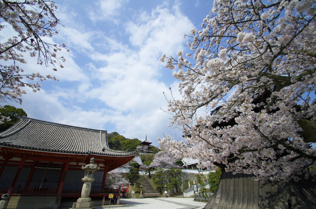 広角で切り取る尾道桜