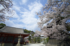 広角で切り取る尾道桜