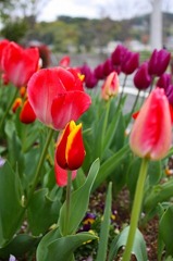 20100416102106142