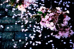 大阪造幣局　桜の通り抜け