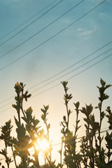 夕暮れ