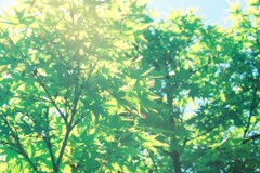 ひだまり