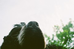 愛犬