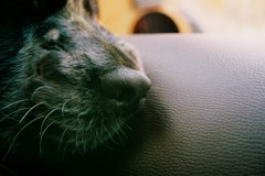 鼻