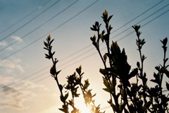 夕暮れ