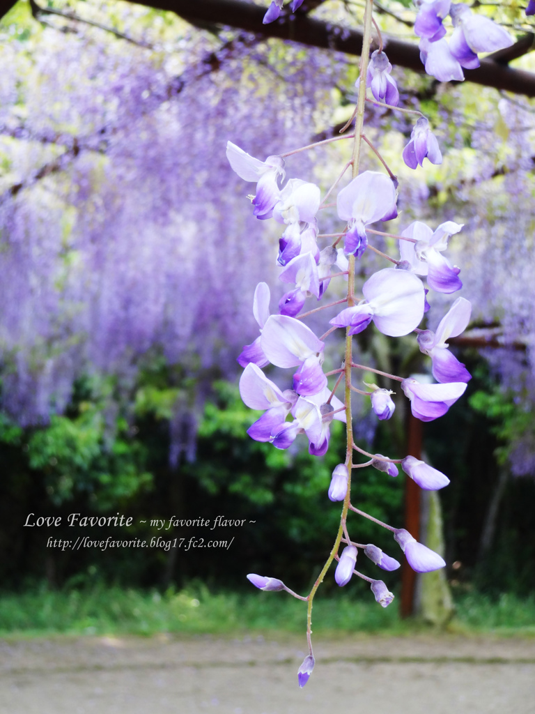 lovefavorite_485a
