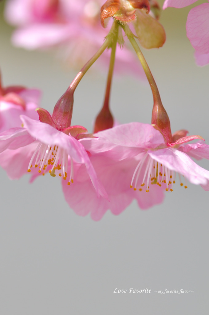 河津桜 003