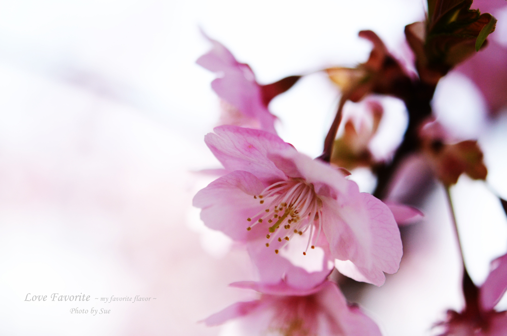 lovefavorite_402