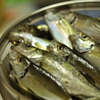 今日の釣果。