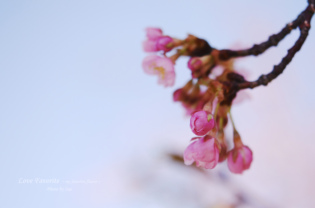 lovefavorite_398