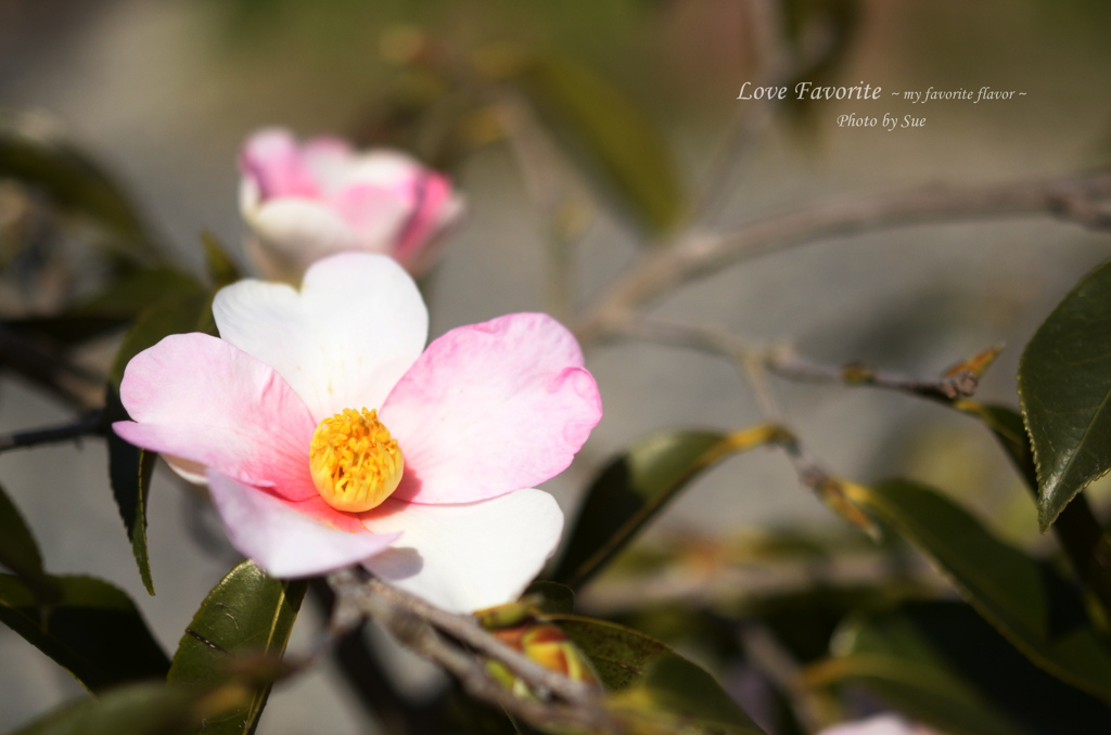 lovefavorite_395
