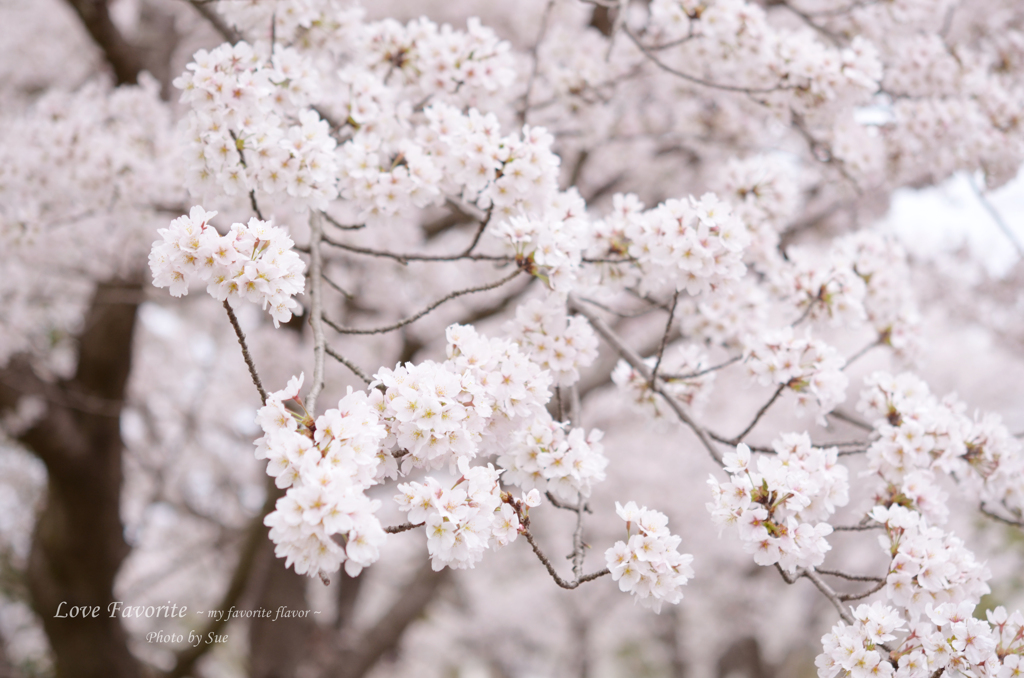 lovefavorite_429