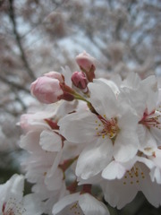 さくら、さくら。