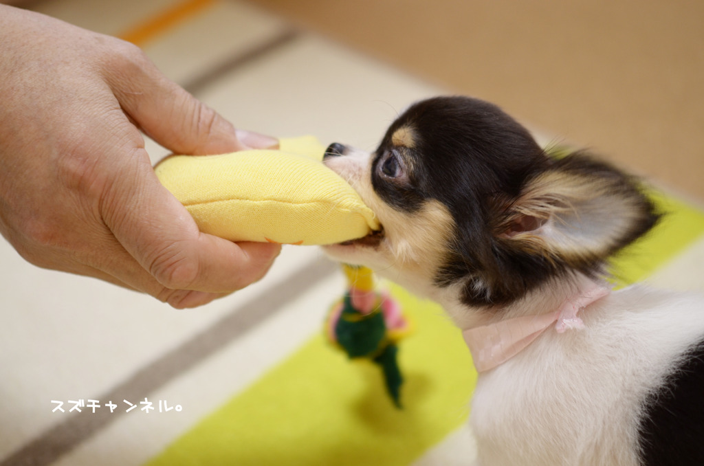 パパンと引っ張りっこ!! ①