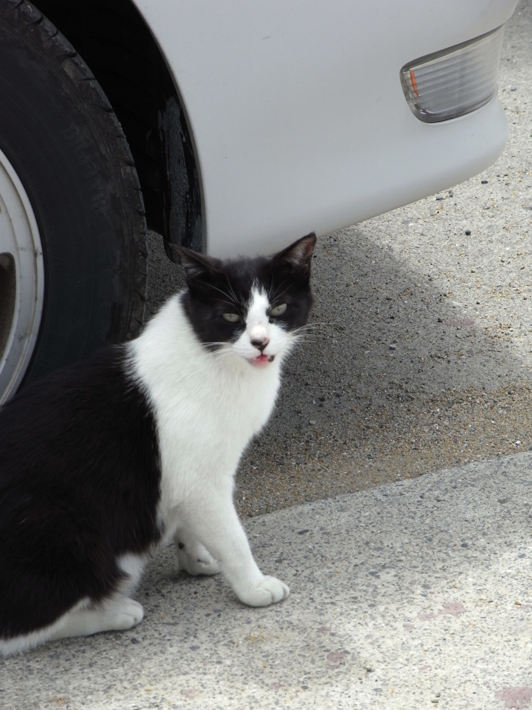 お魚ください。