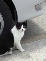 お魚ください。