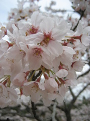 くもりぞらの桜。