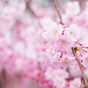 花簪。