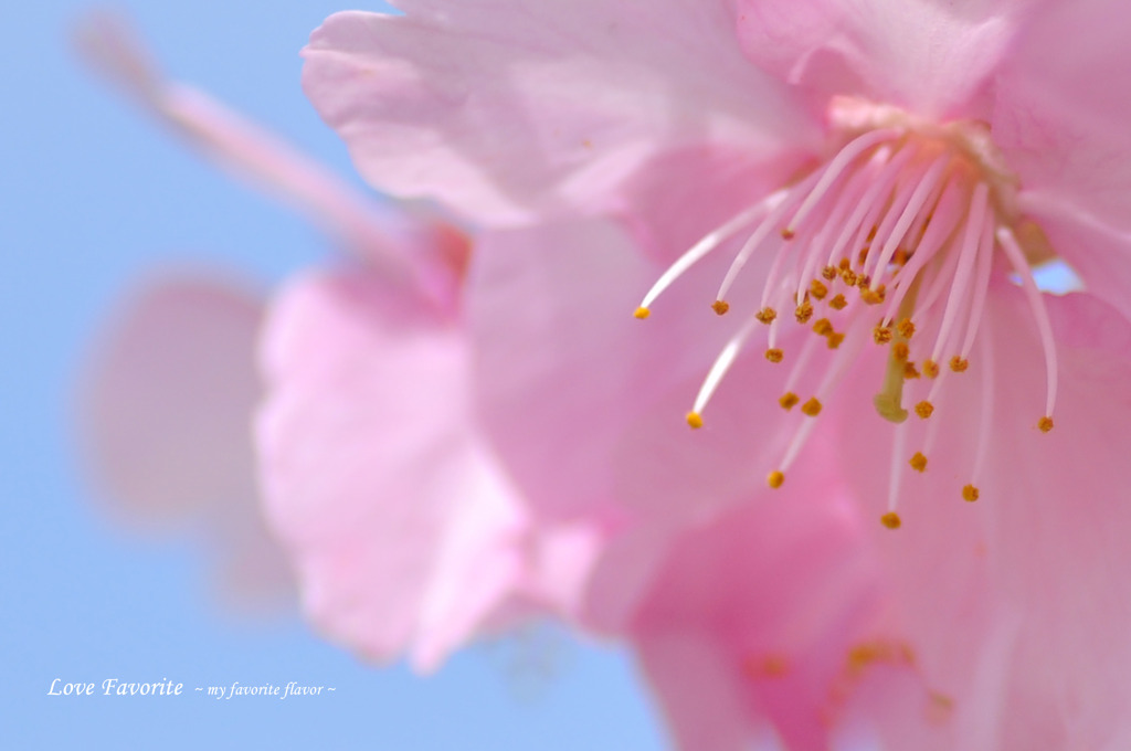 河津桜 006