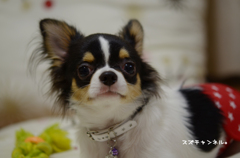 いいワンコの日？