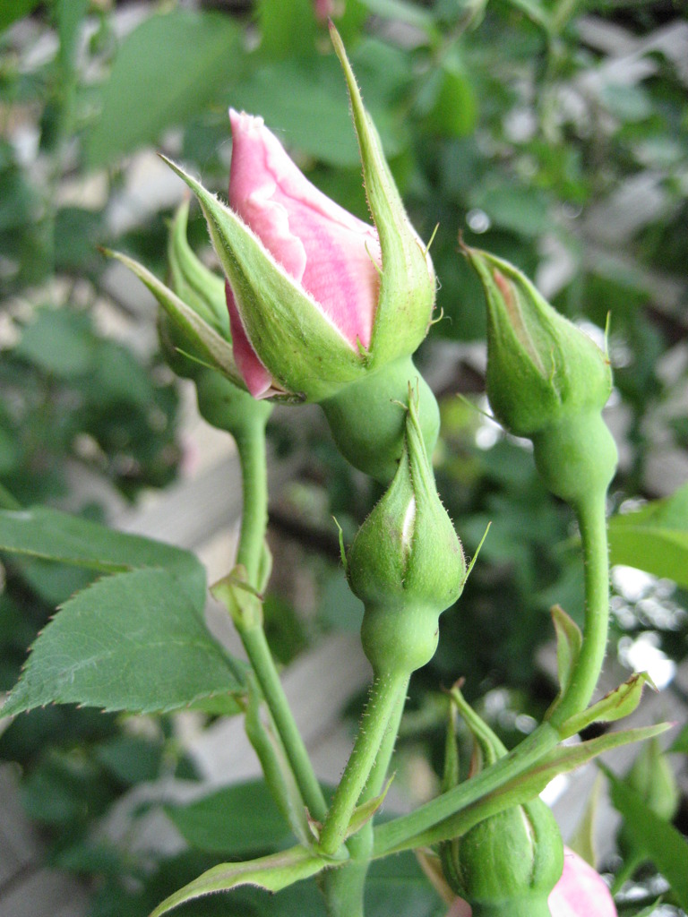 未だ蕾。
