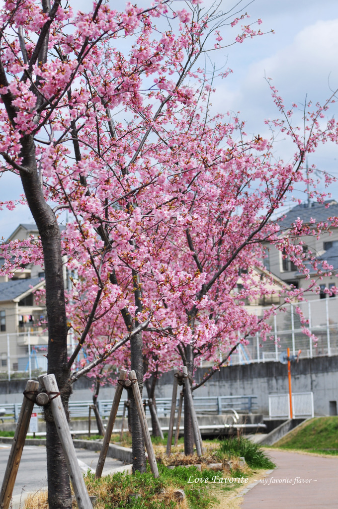 河津桜_007