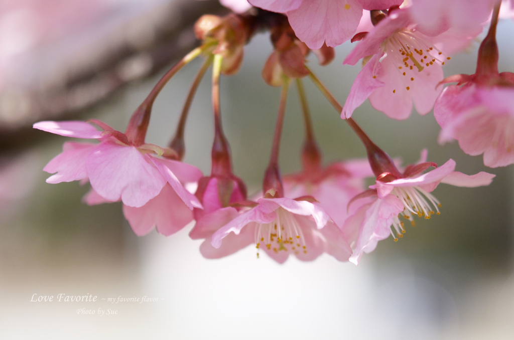 lovefavorite_404