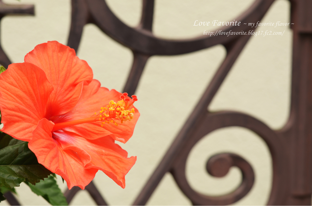 lovefavorite_486