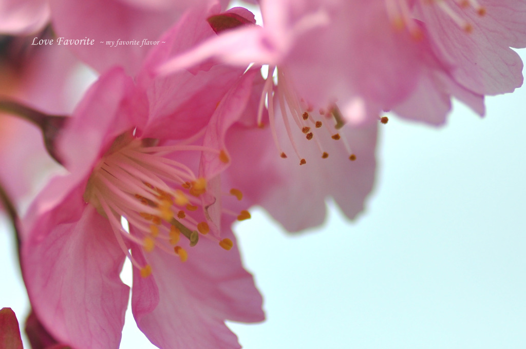 河津桜 004