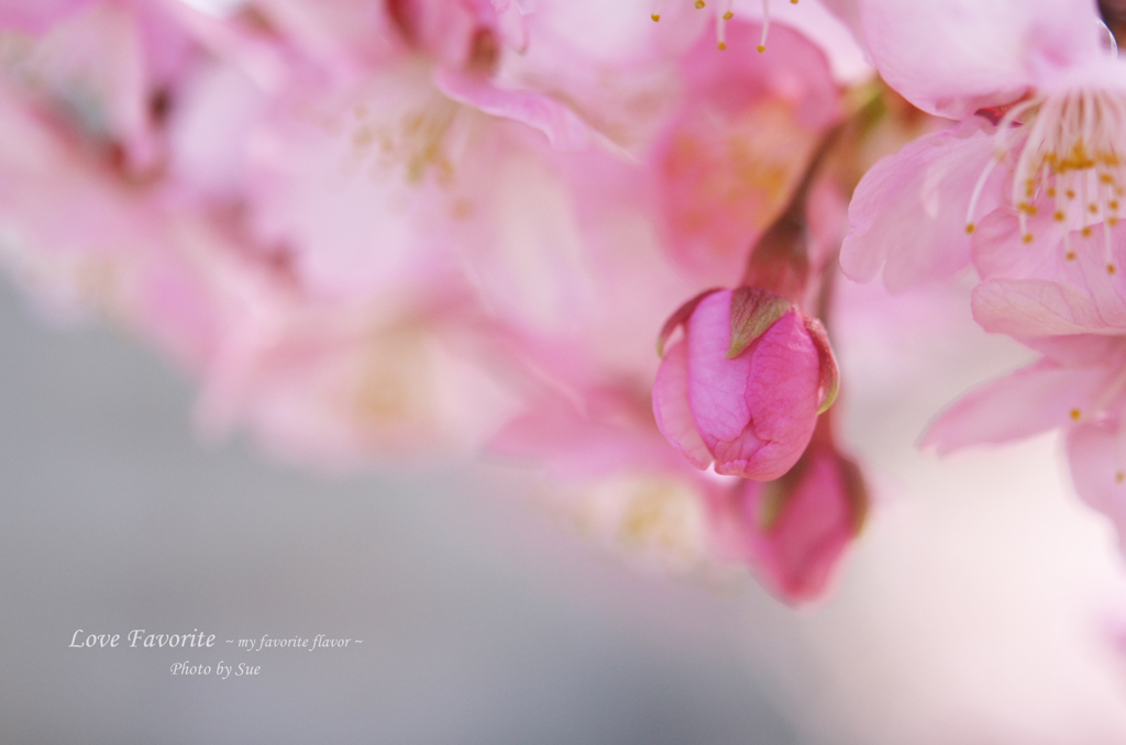 lovefavorite_399