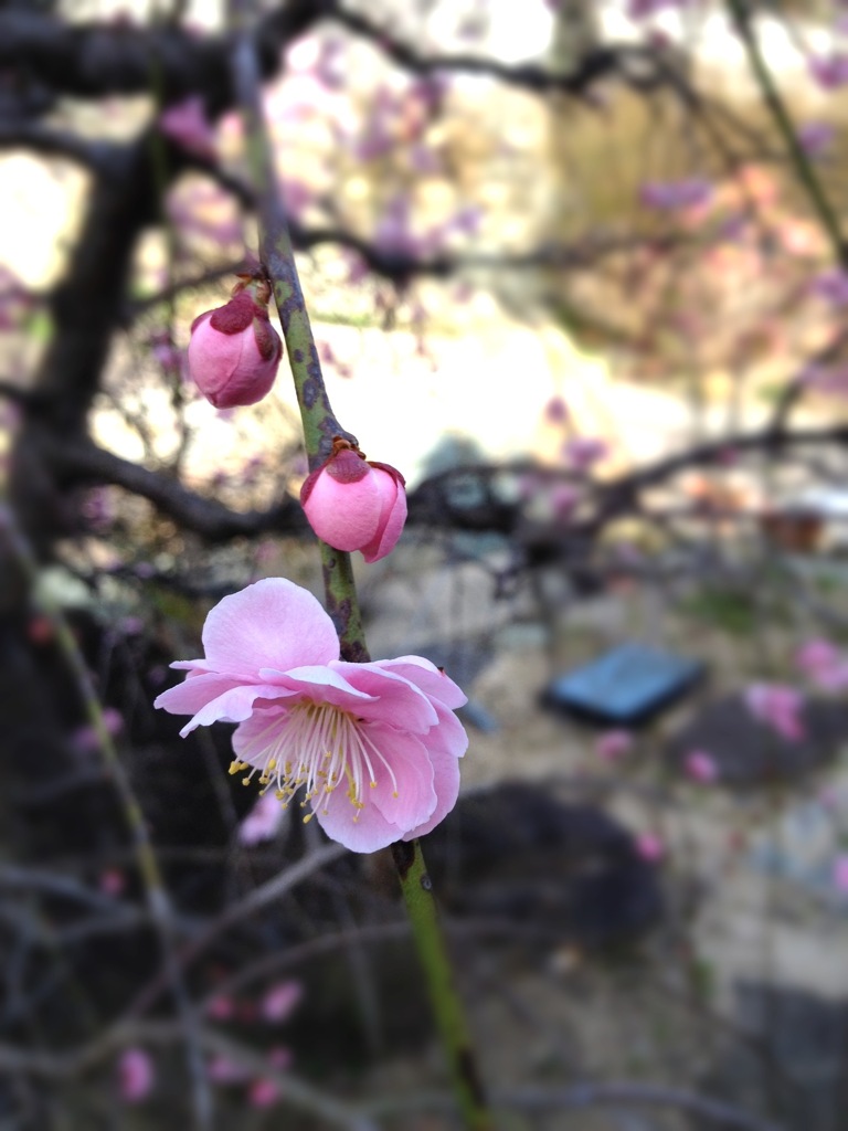 円照寺の梅。(一眼トイデジで加工)