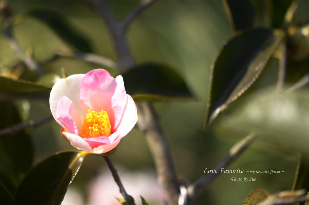 lovefavorite_388