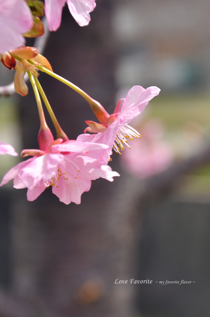 河津桜 002